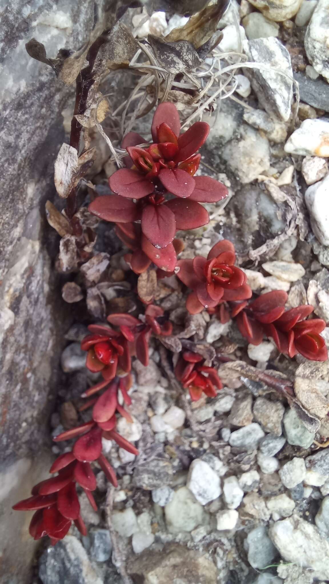 Imagem de Epilobium tasmanicum Hausskn.