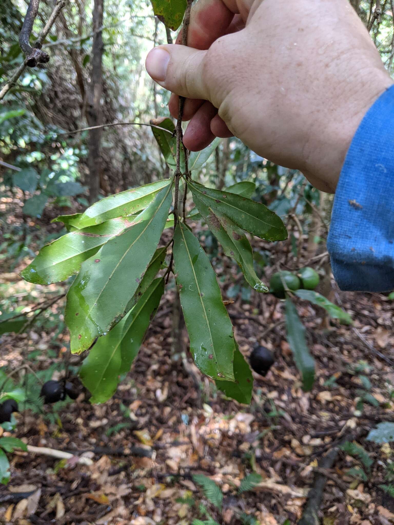 Plancia ëd Macadamia integrifolia Maiden & Betche