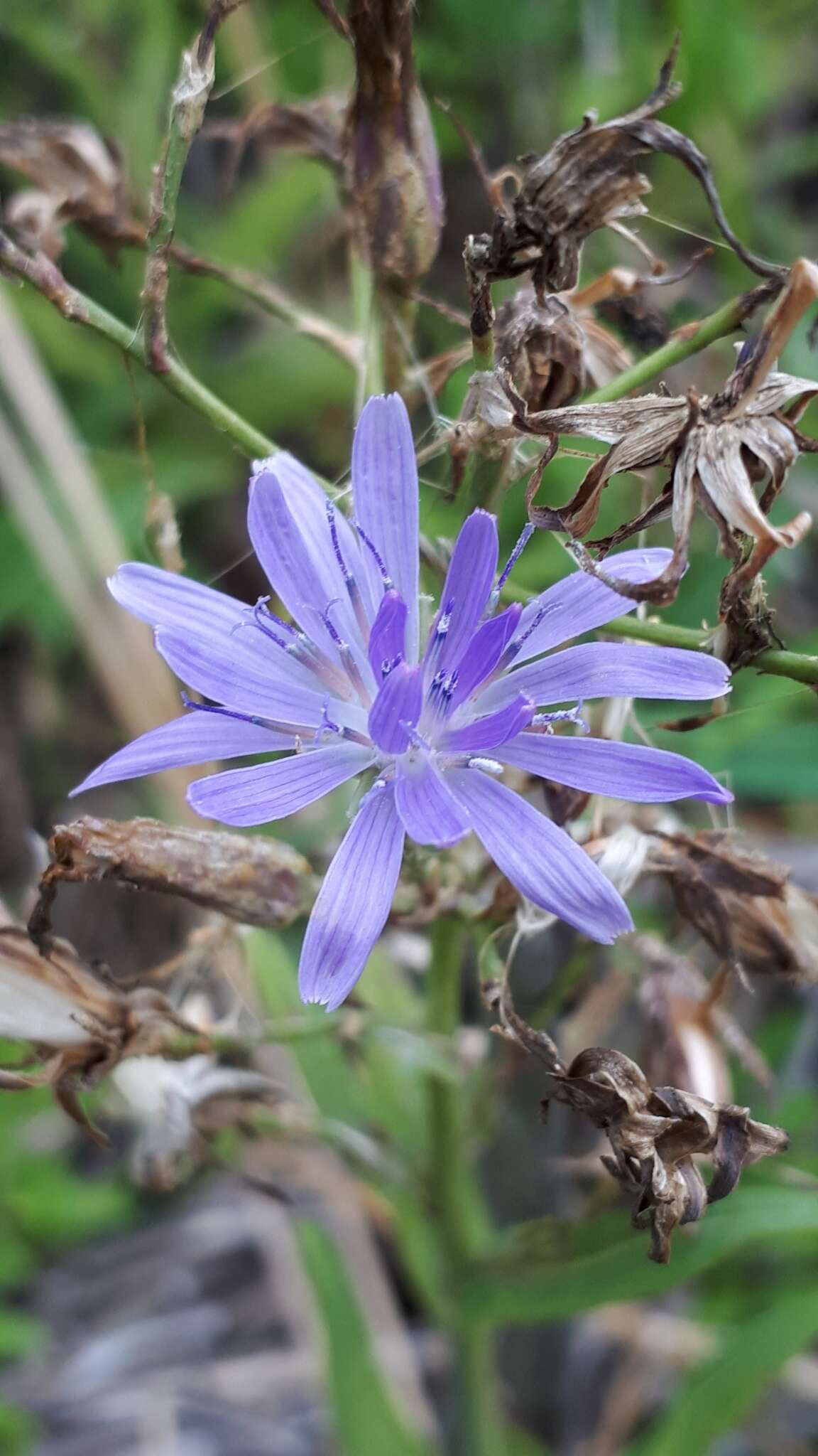 Image of blue lettuce