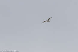 Image de Larus glaucoides kumlieni Brewster 1883