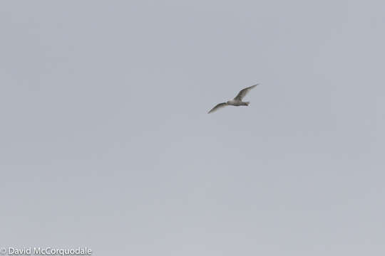 Image de Larus glaucoides kumlieni Brewster 1883