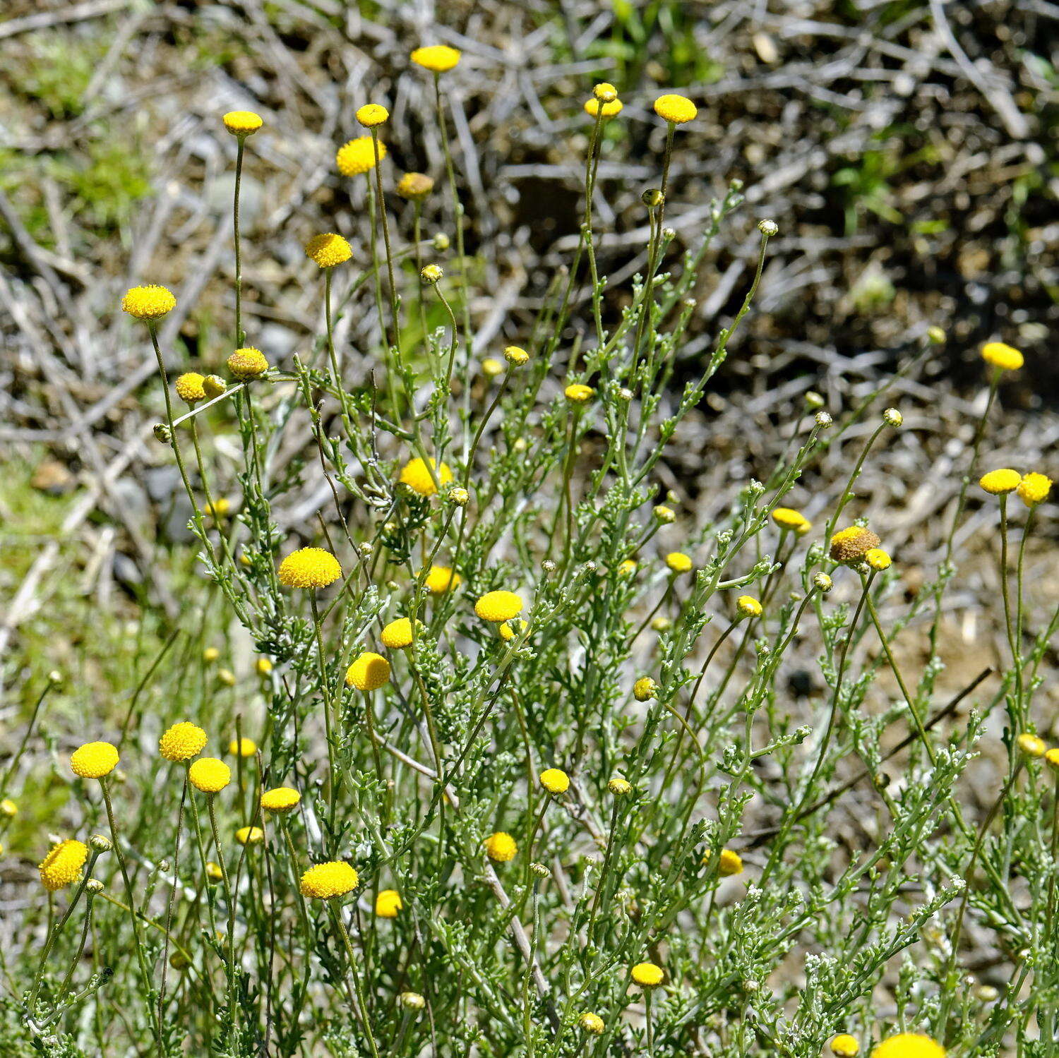 Oncosiphon grandiflorum (Thunb.) M. Källersjö的圖片