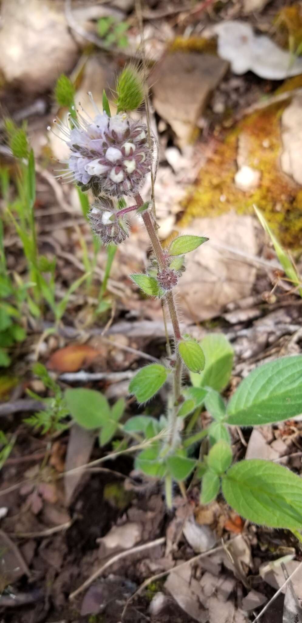 Image of shade phacelia