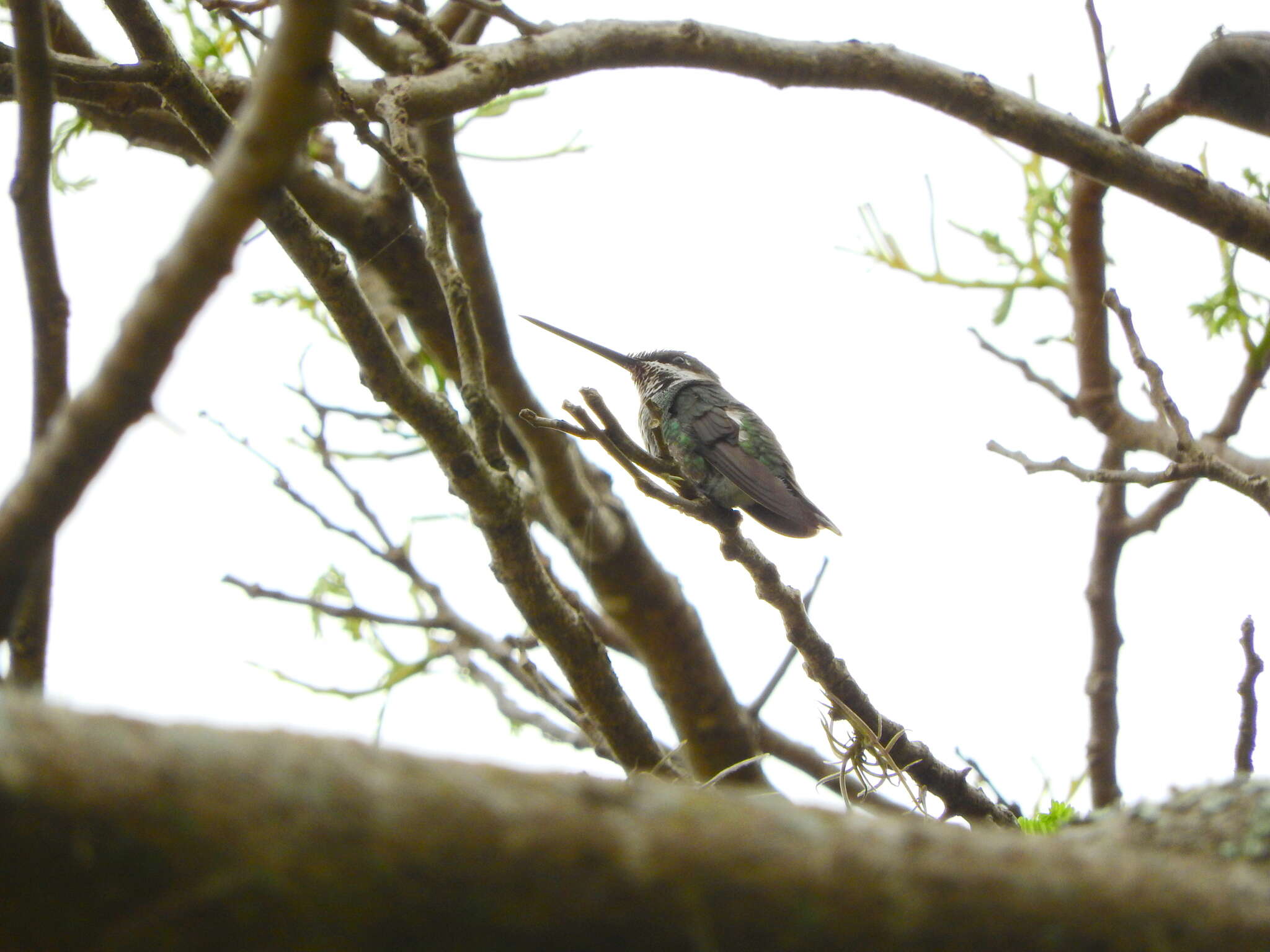 Image of Stripe-breasted Starthroat