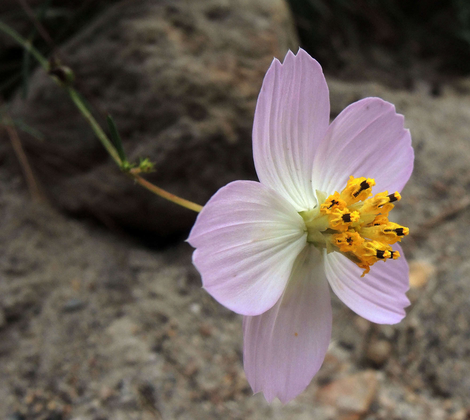 Image of Cosmos landii var. achalconensis T. E. Melchert