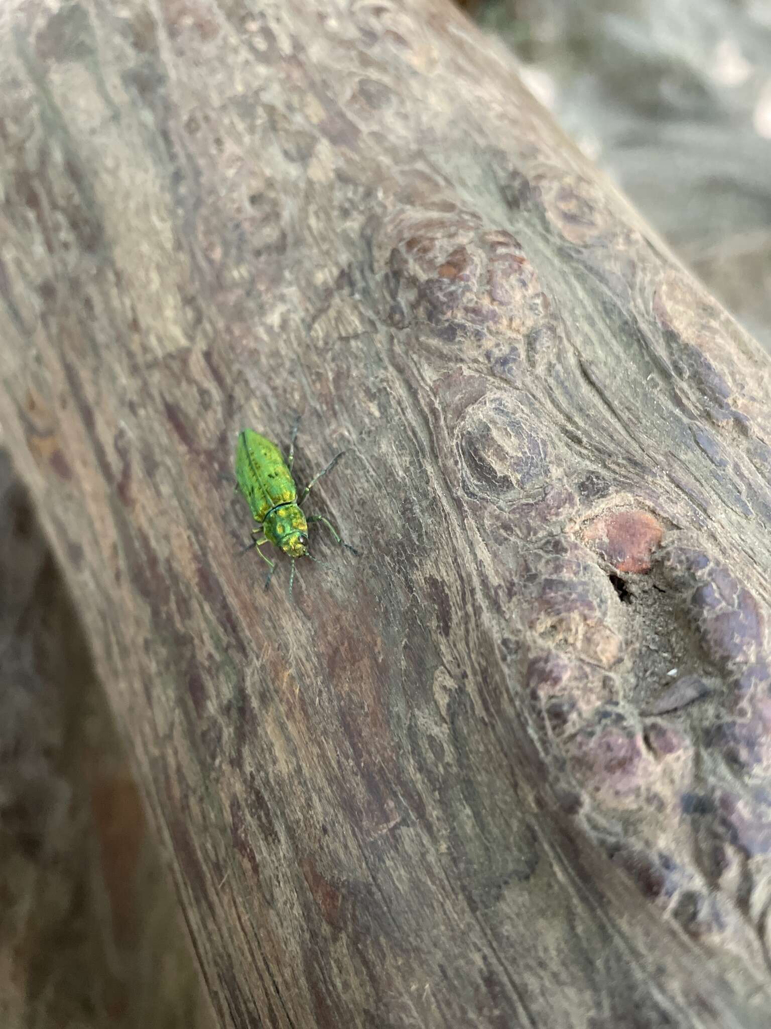 Image of Western Cedar Borer