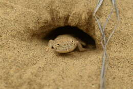 Image of Secret toadhead agama