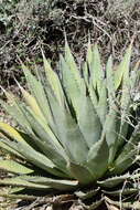 Image de Agave gracilipes Trel.