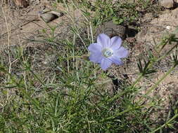 Image of Dayia scabra (Brandegee) J. M. Porter