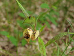 Image of whitemouth dayflower