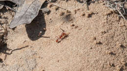 Image of Pogonomyrmex comanche Wheeler 1902