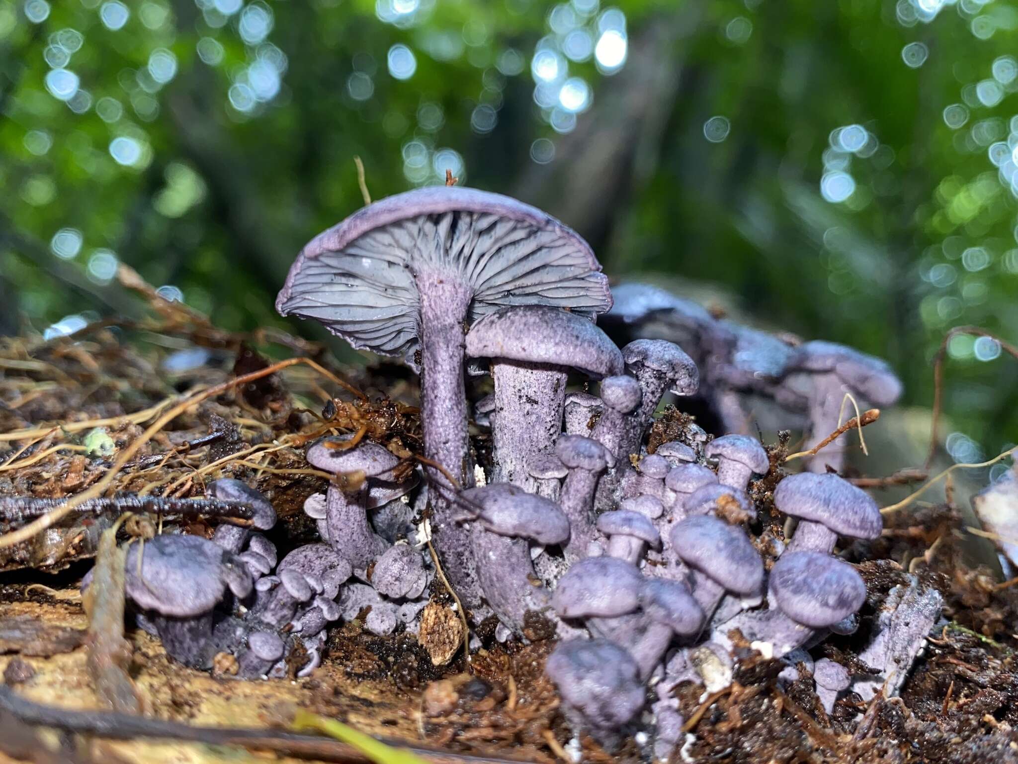 Image of Gerronema waikanaense