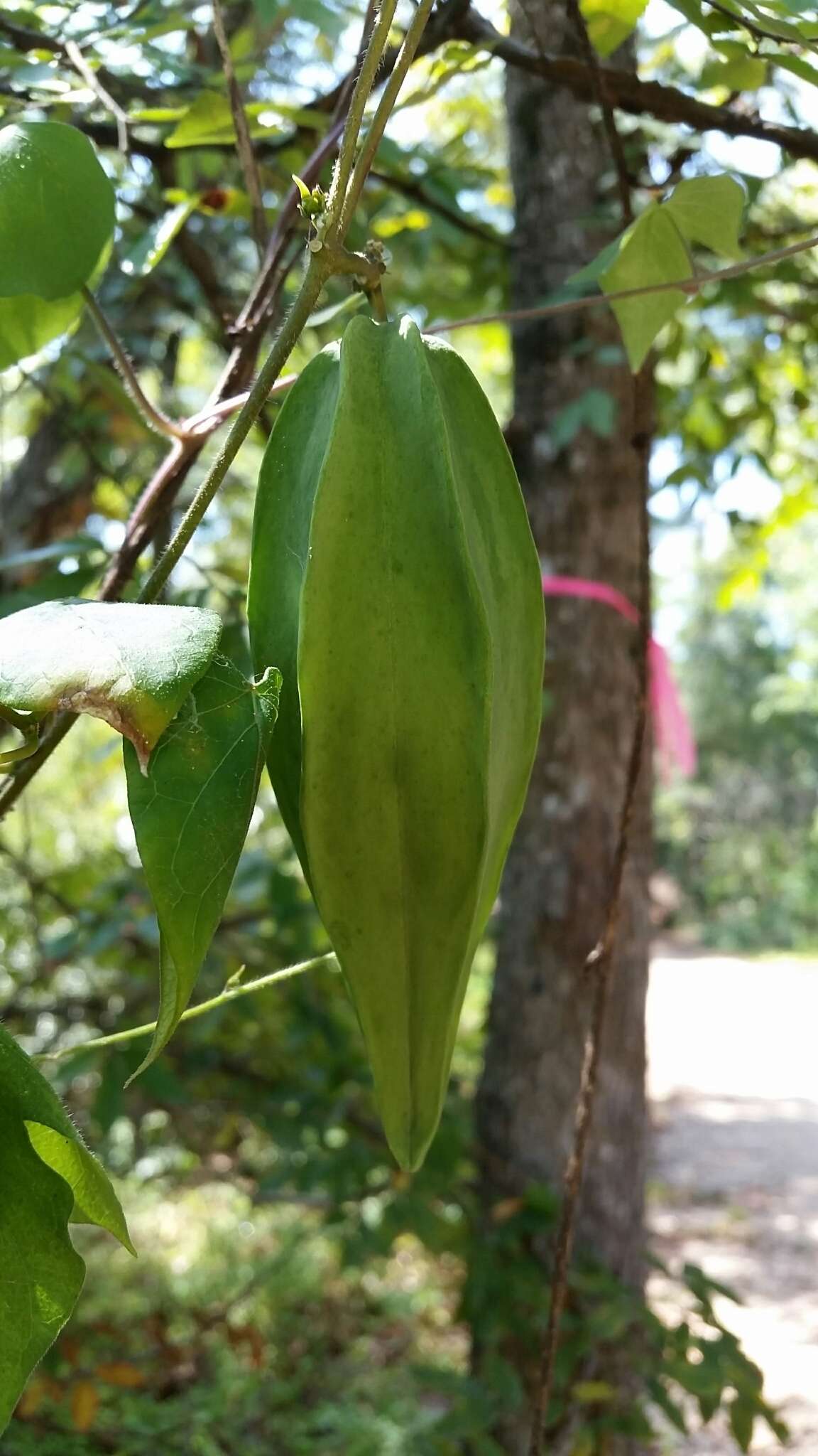 Sivun Gonolobus suberosus (L.) Schult. kuva