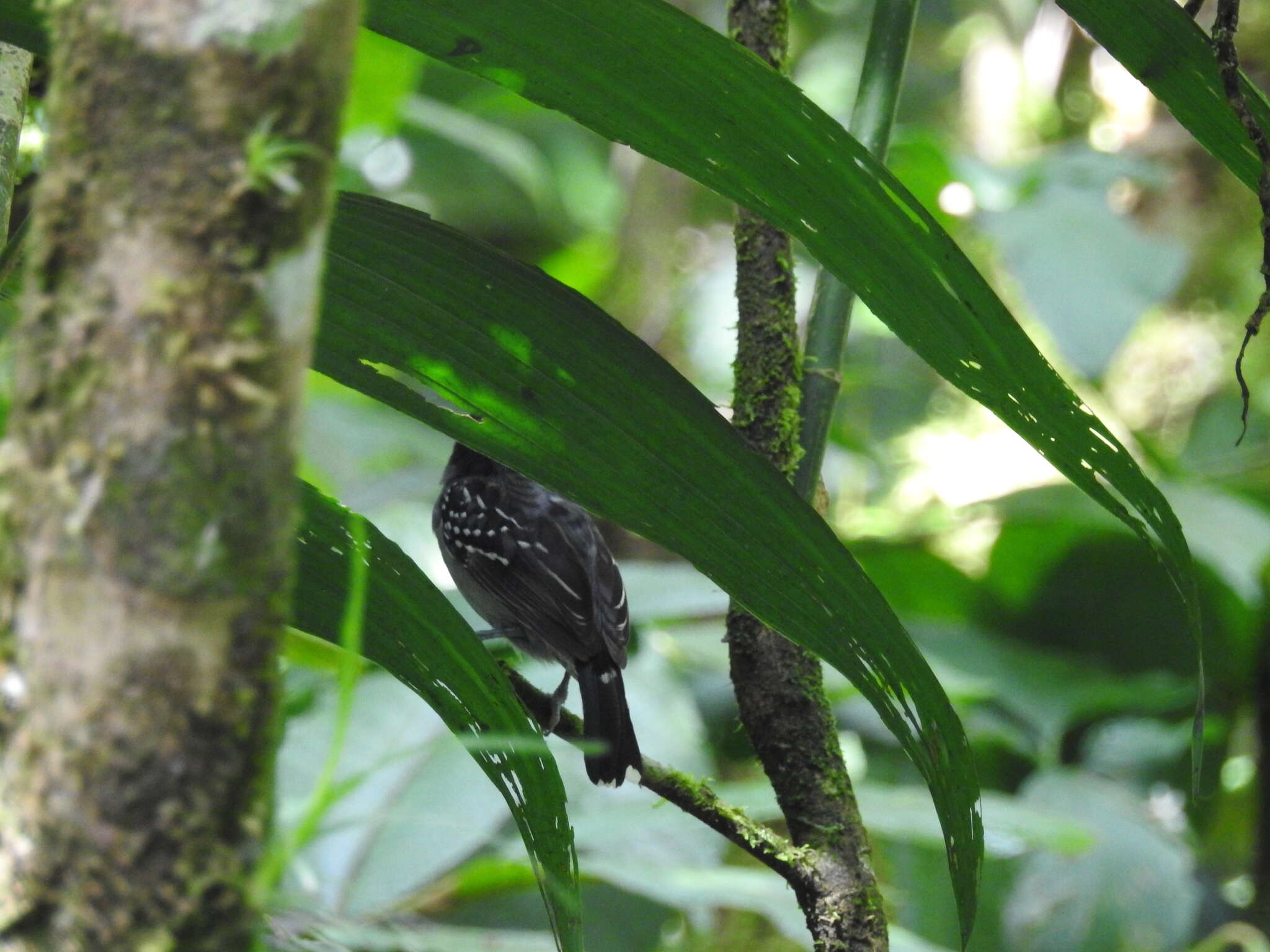 Image of Black-crowned Antshrike