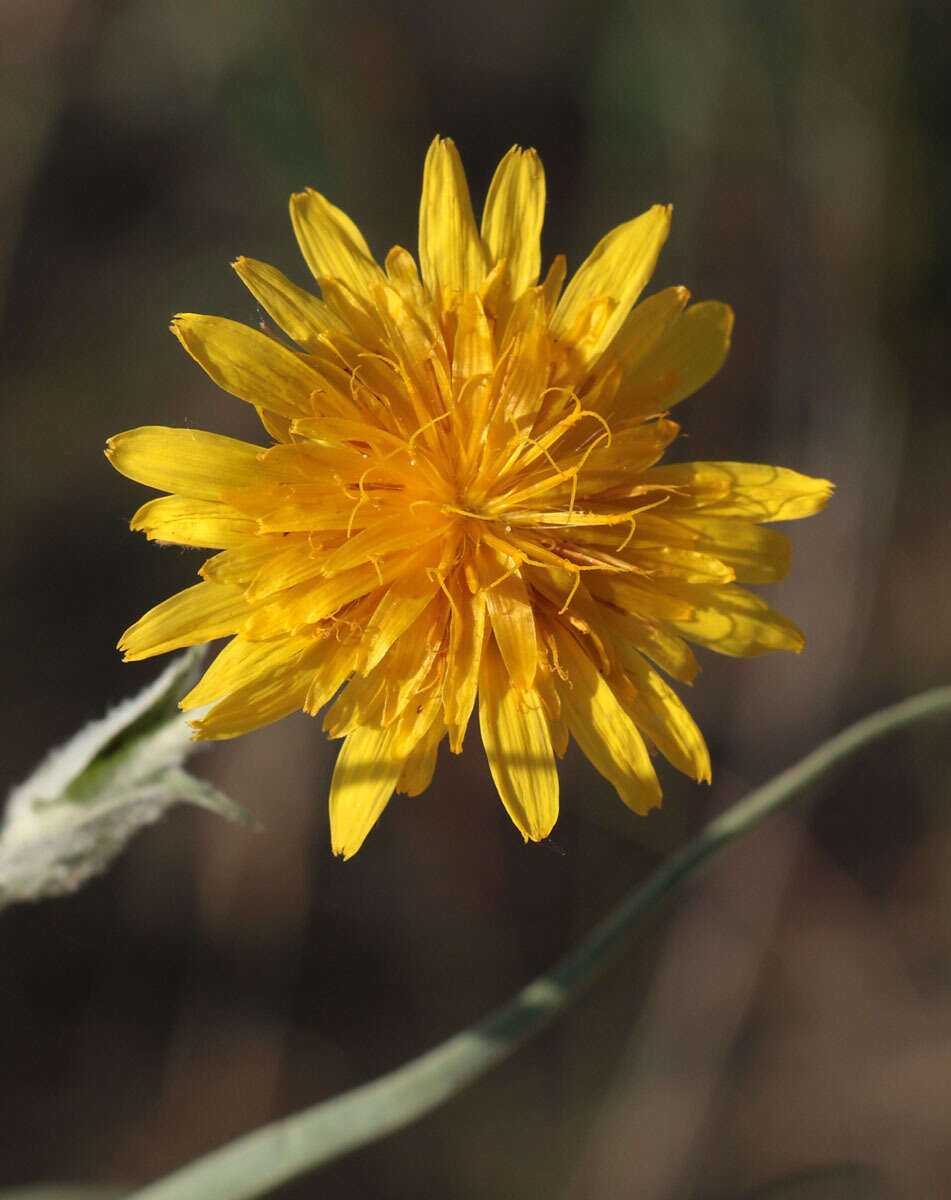 Image of Tragopogon tanaiticus Artemczuk