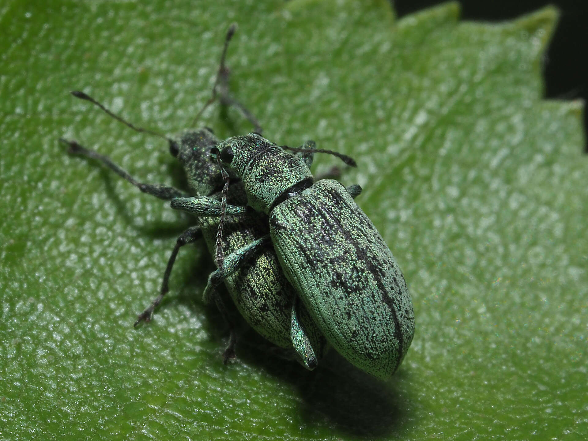 Polydrusus (Eurodrusus) cervinus (Linnaeus 1758) resmi