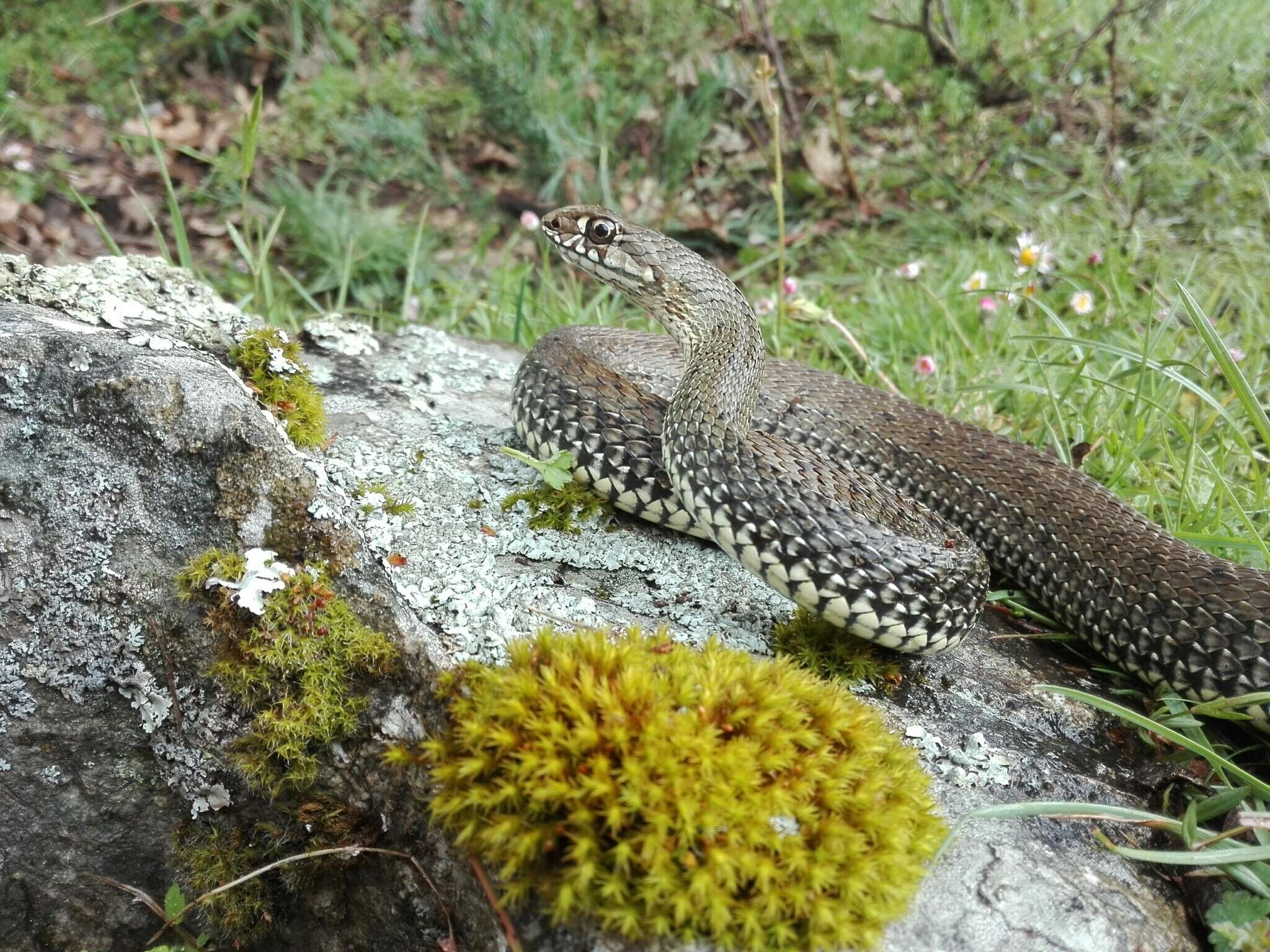 Image of Montpellier Snake