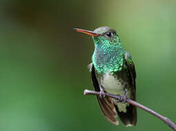 Image of Glittering-throated Emerald