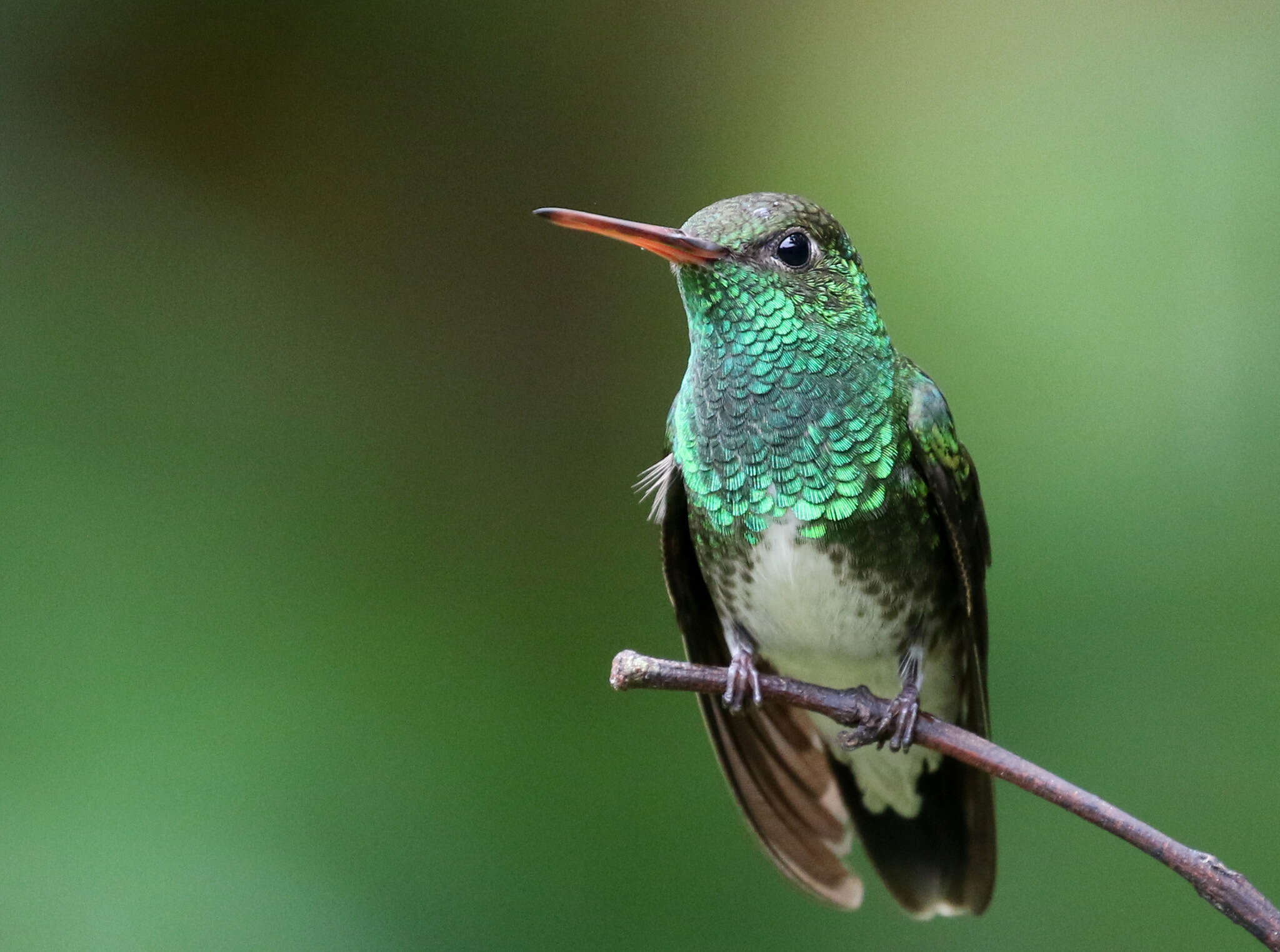 Image of Glittering-throated Emerald