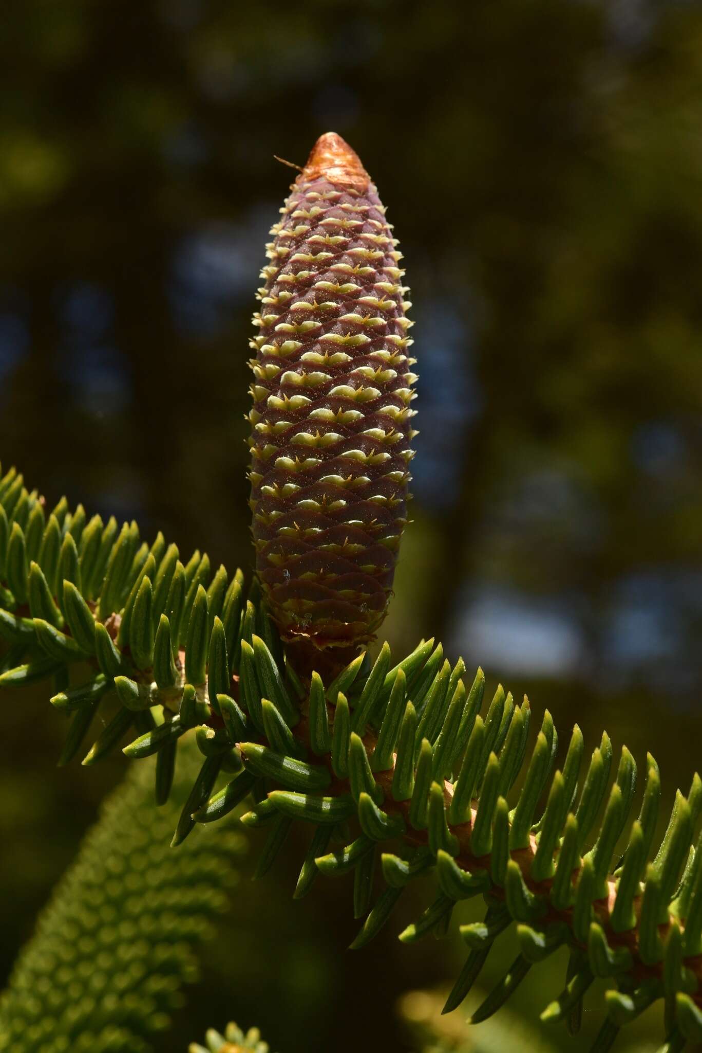 Image of Abies pinsapo var. pinsapo