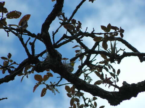 Image of Quercus acutifolia Née