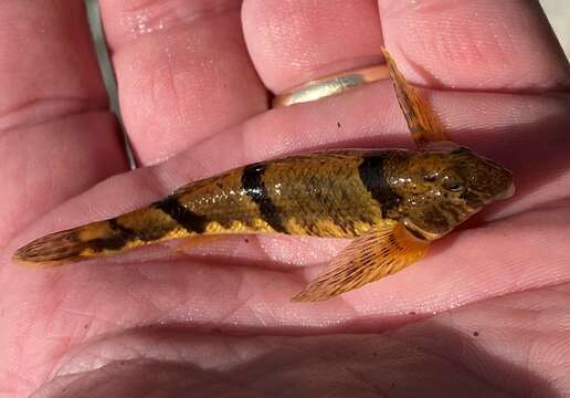 Image of Blenny Darter