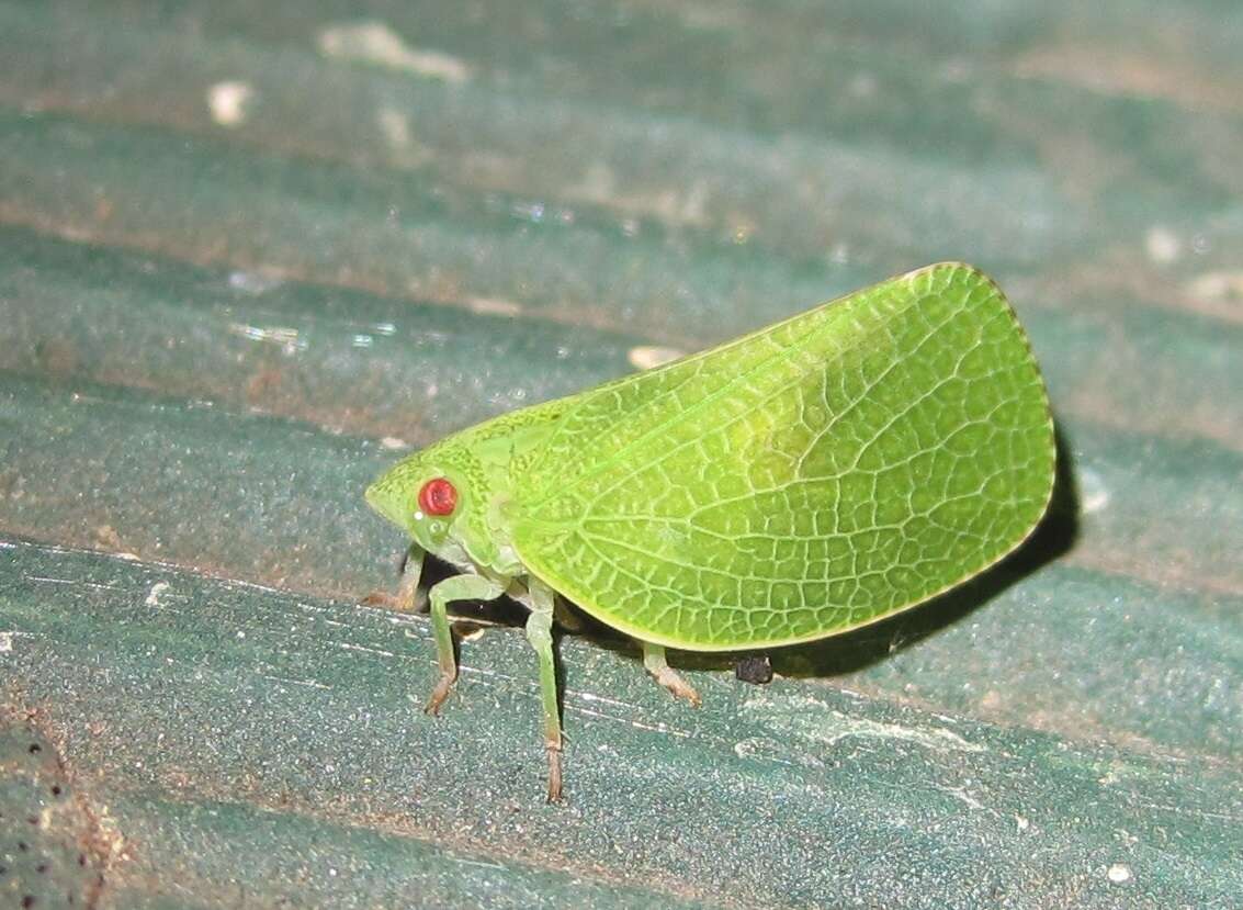 Image of Green Coneheaded Planthopper