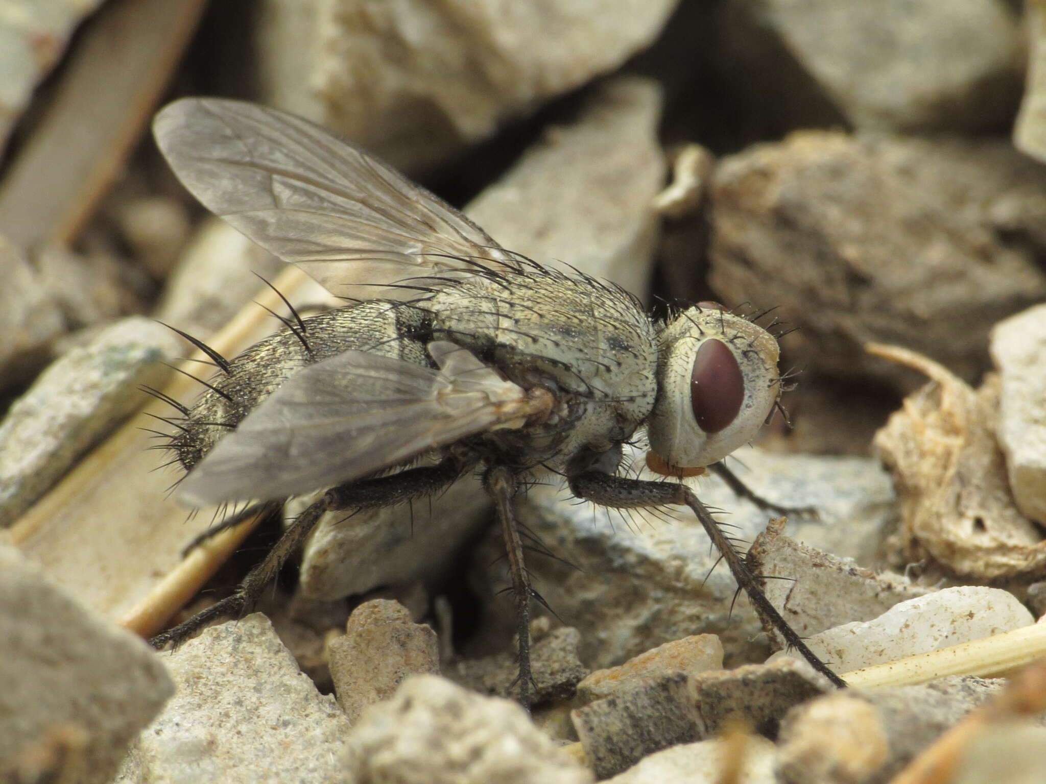 صورة Microphthalma europaea Egger 1860