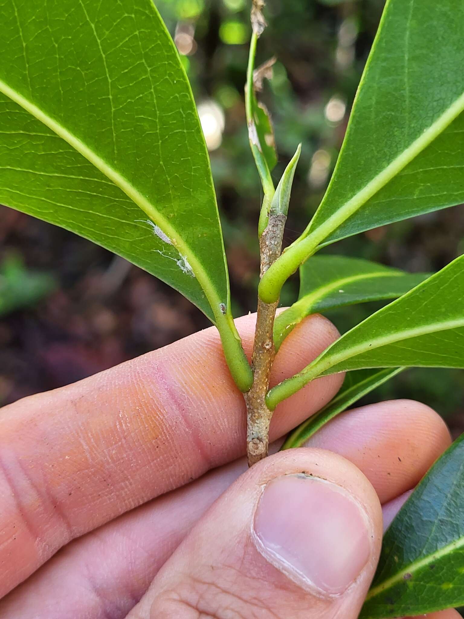 Image of Caribbean burn nose