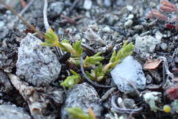 Imagem de Stellaria gracilenta Hook. fil.