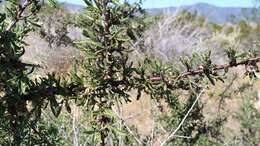 Prunus fasciculata subsp. fasciculata resmi