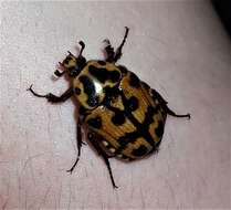 Imagem de Lyraphora obliquata (Westwood 1842)