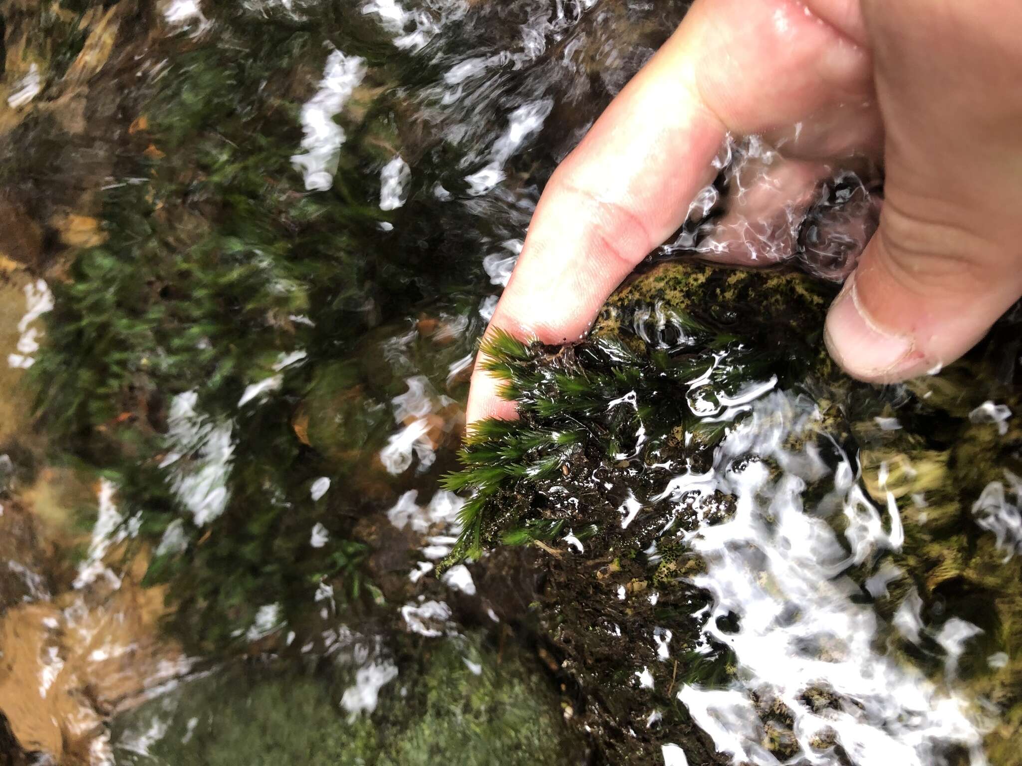 Image of largeleaf fissidens moss