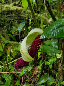 Anthurium formosum Schott resmi