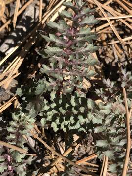 صورة Pedicularis semibarbata var. charlestonensis Pennell & Clokey