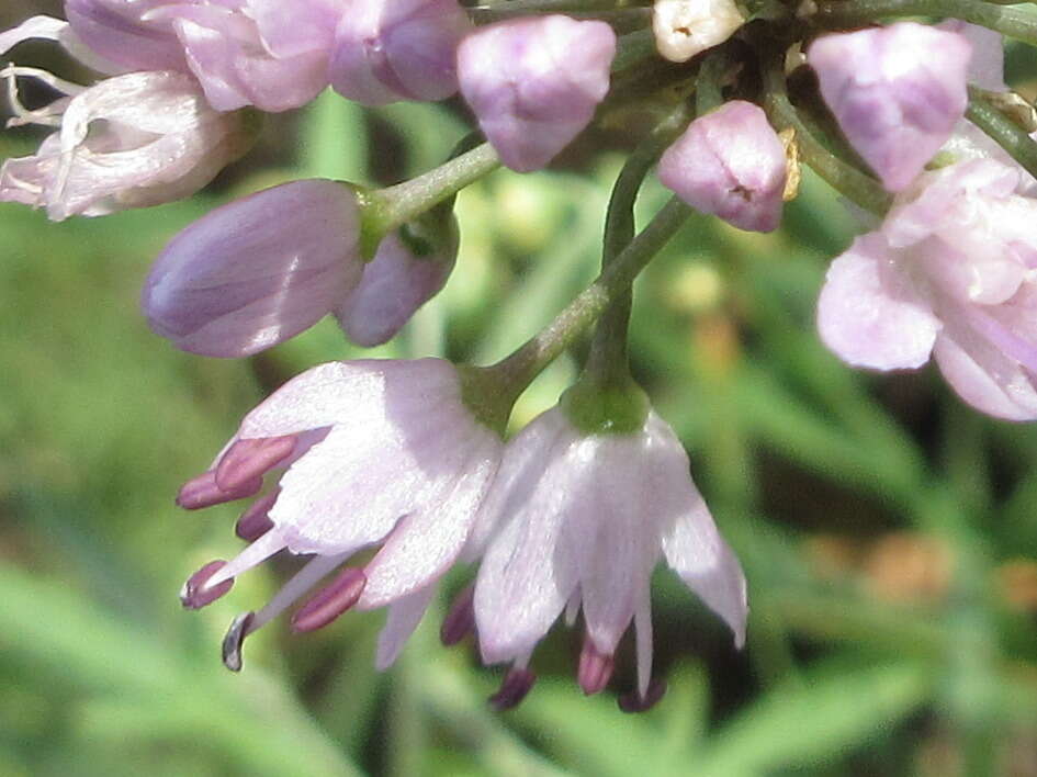 Image of German garlic