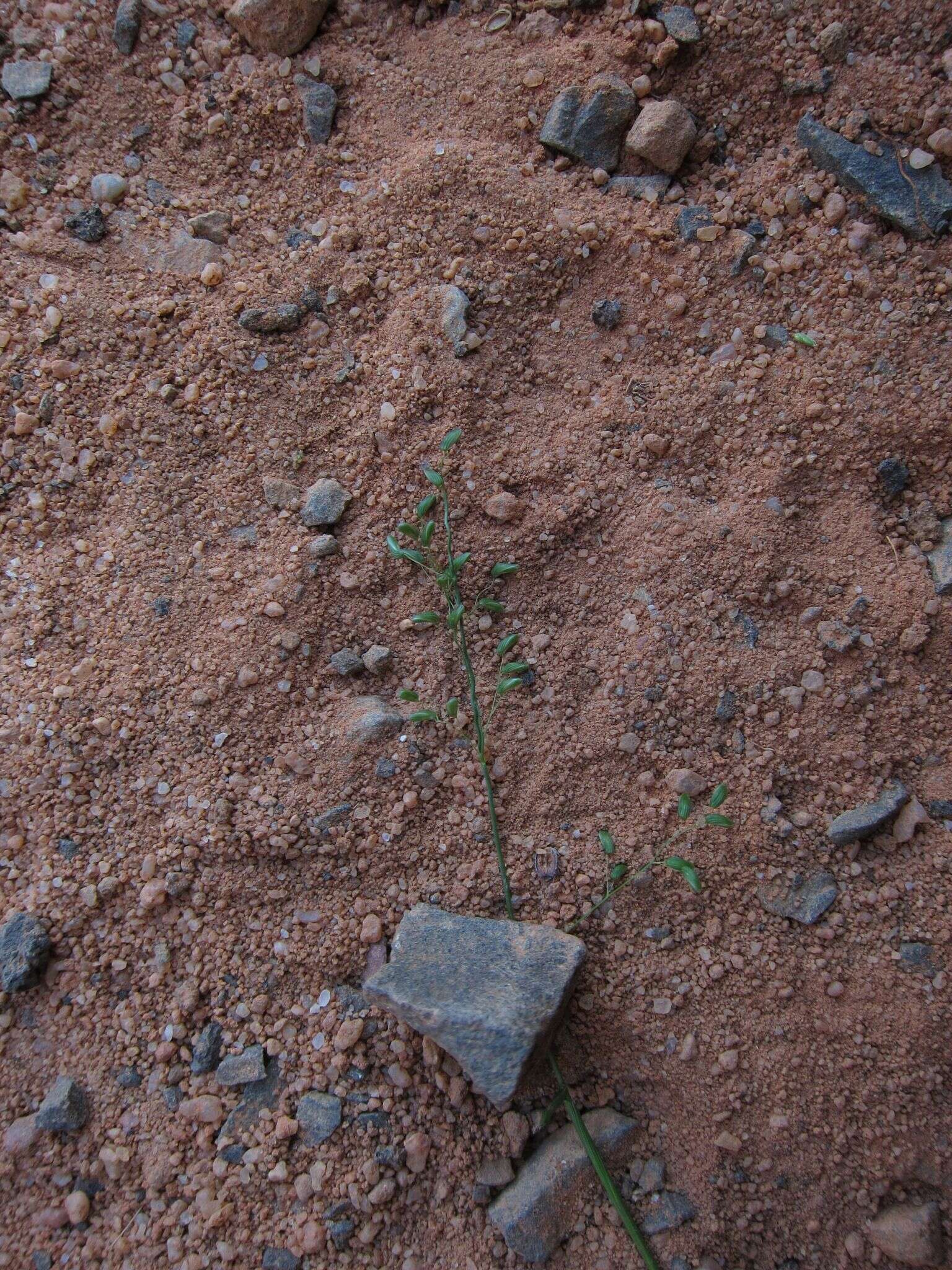 Plancia ëd Sacciolepis curvata (L.) Chase