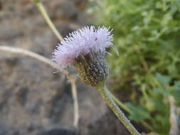 Image of Hofmeisteria fasciculata (Benth.) Walp.