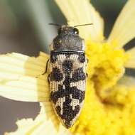 Image of Acmaeodera bowditchi Fall 1901