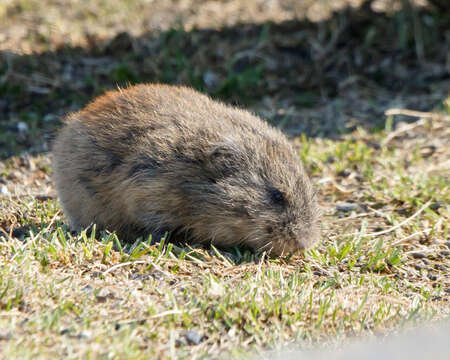 Image of Brown Lemming