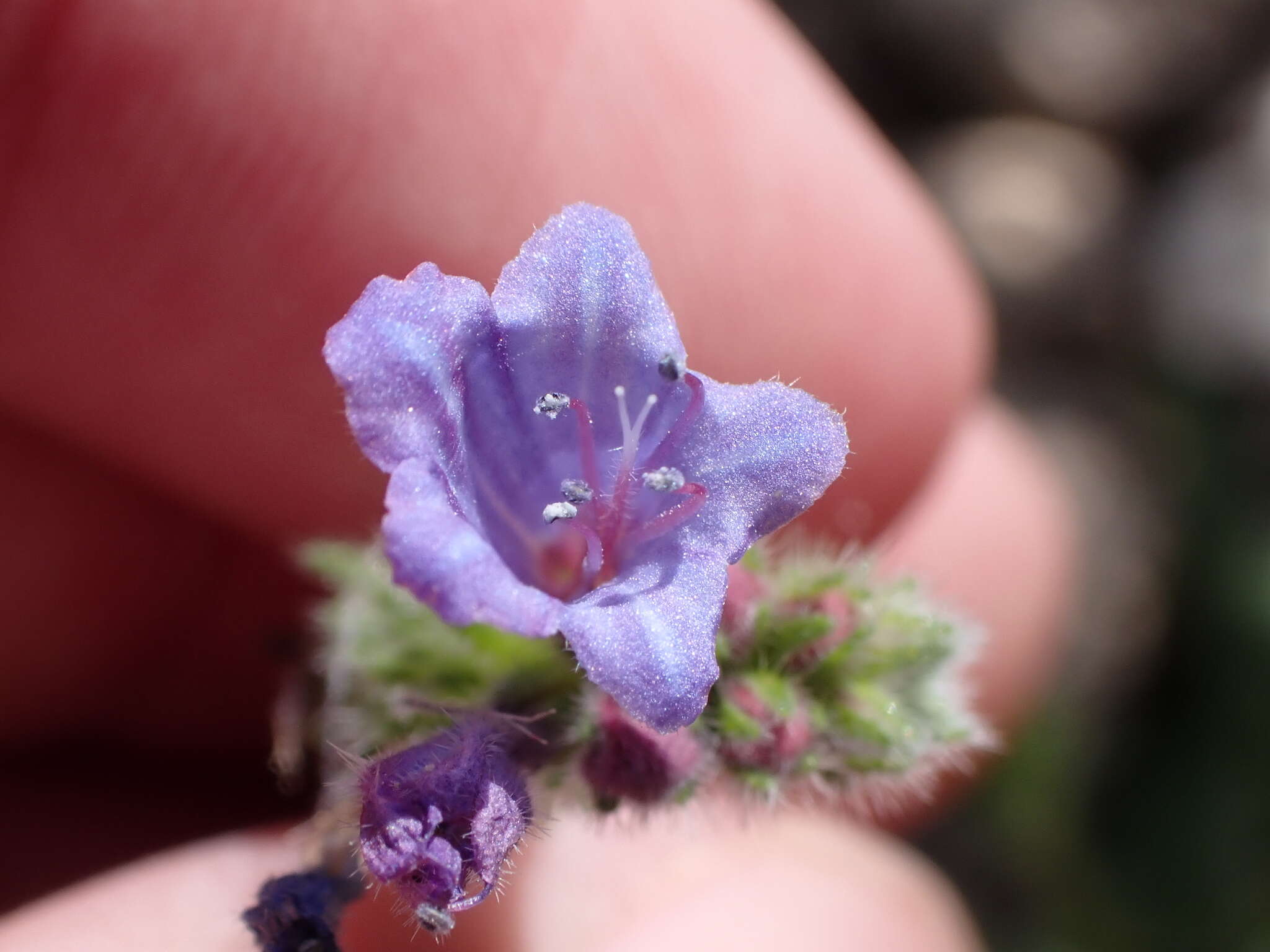 Echium bonnetii Coincy的圖片