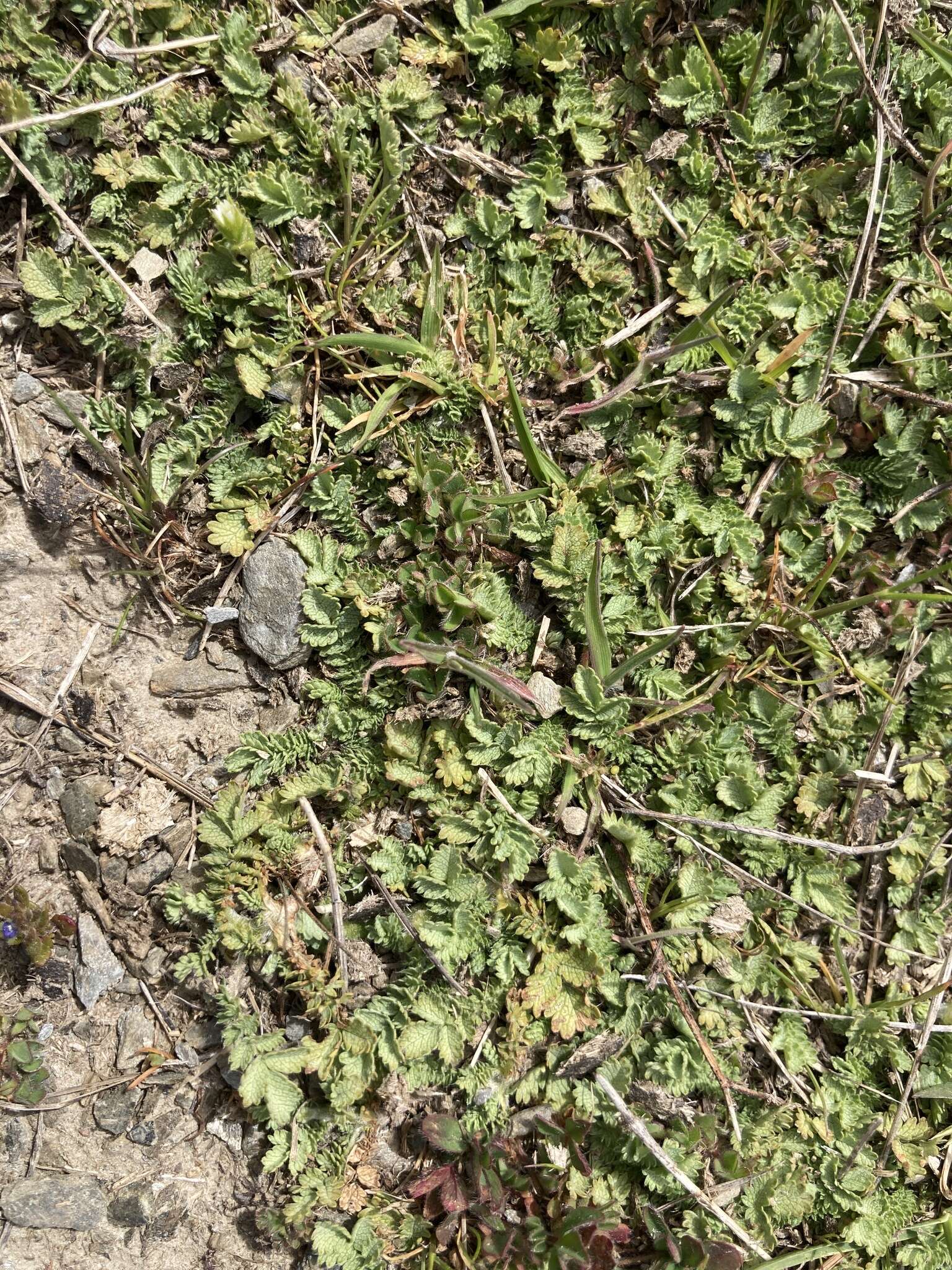 Image of Acaena buchananii Hook. fil.