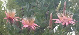 Imagem de Protea aurea subsp. aurea