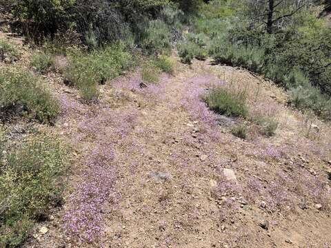 Image of volcanic gilia