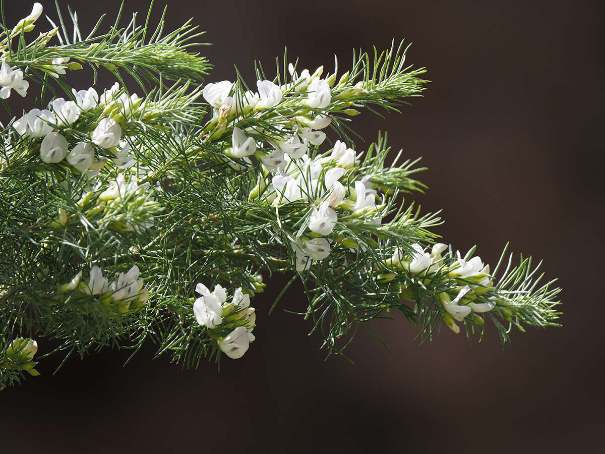 Image of Psoralea odoratissima Jacq.