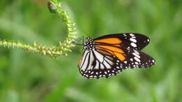 Image de Danaus (Anosia) melanippus Cramer 1777