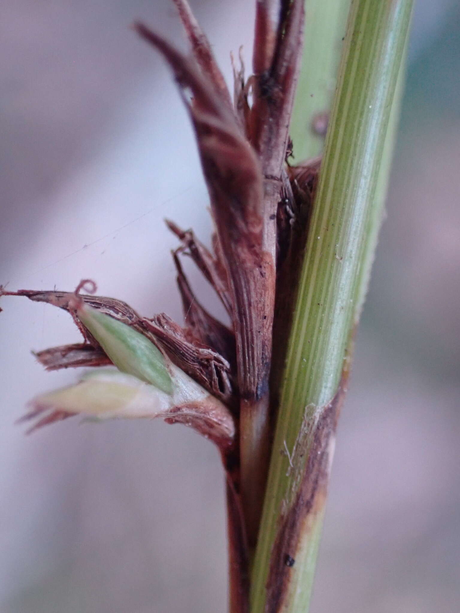 Image of Carex uhligii K. Schum. ex C. B. Clarke