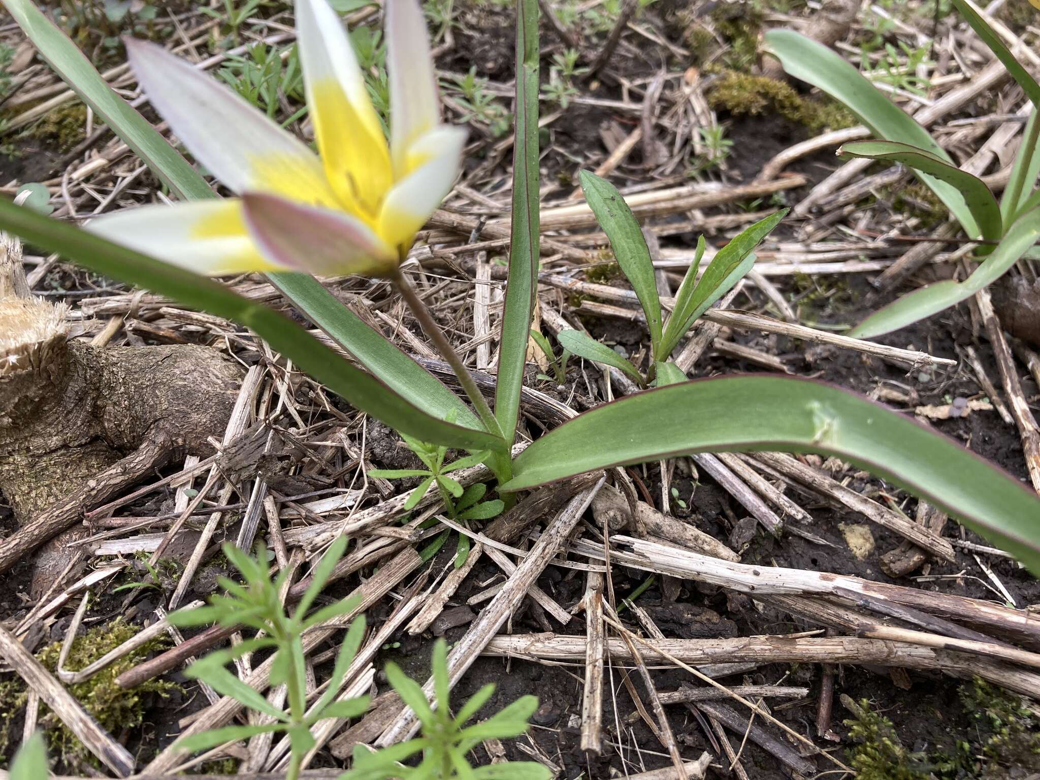 Image of Tulipa urumiensis Stapf