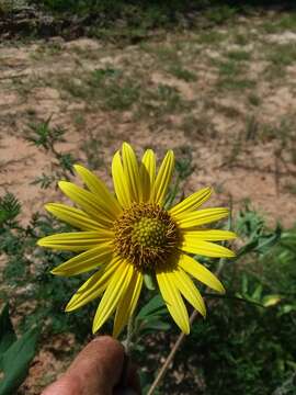 Helianthus resinosus Small resmi