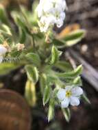 Image of thicksepal cryptantha